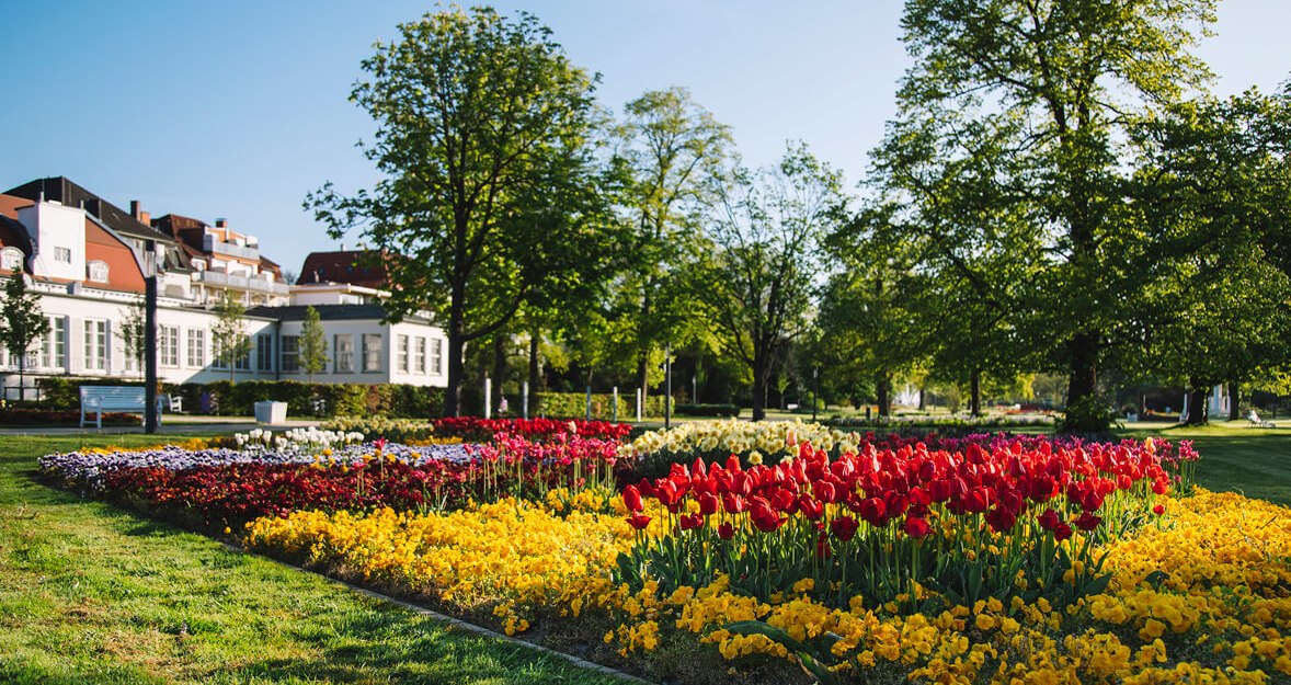 Ein Beet voll gelber Stiefmütterchen, roter Tulpen und weiteren Frühlingsblumen