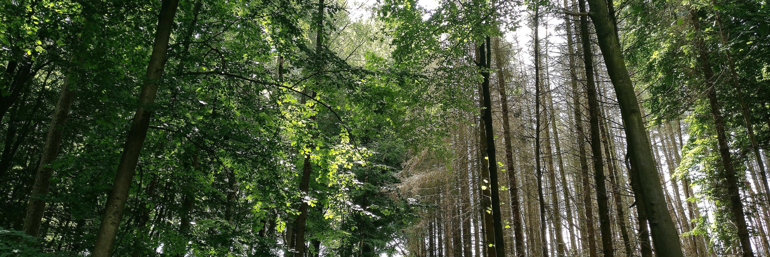 Wandern am Hansaweg Bad Salzuflen nach Herford, © Stadt Bad Salzuflen/K. Paar