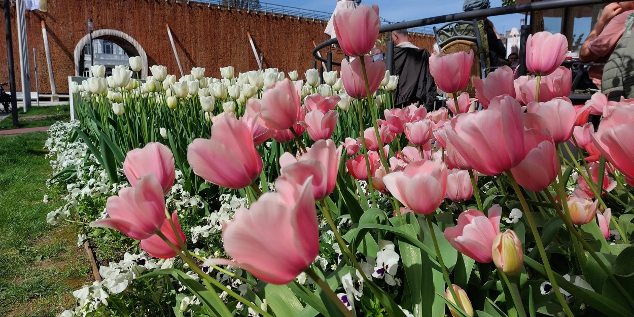 Tulpen am Salinencafé, © Stadt Bad Salzuflen / C. Meinardus