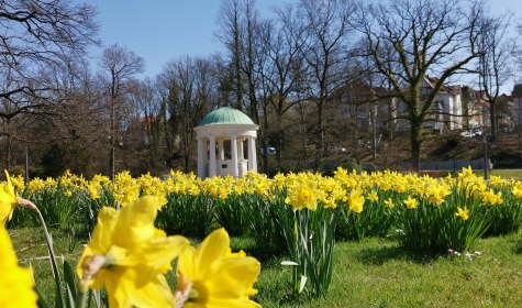 Narzissen im Kurpark, © Stadt Bad Salzuflen / Müterthies