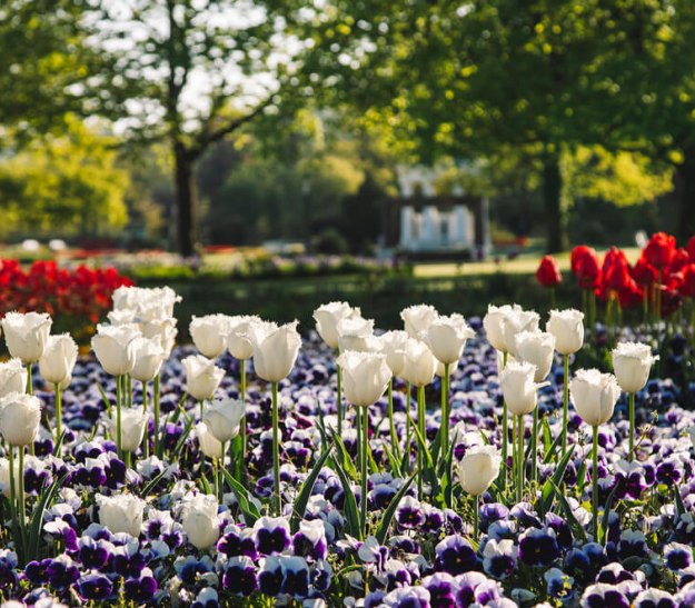 Mit Tulpen und Stiefmütterchen bepflanztest Beet im Kurpark